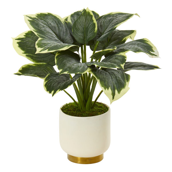 Oliver 22" Artificial Hosta Plant in Planter Wayfair Canada